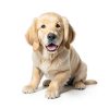 Oivolii Pet Cologne Spray Gentle Odor Control Coat Softening-1