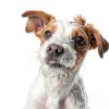 Dog Cologne Holiday Scents Odor Control Safe Ingredients-4