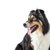 PetAg Dog Cologne Unisex Adult Grooming Spray-3