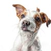 Show Season Dog Cologne Biodegradable Hawaiian Plumeria-4