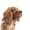 Davis Pet Cologne Lavender Scent Dog Cologne Spray-3