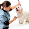 Showseason Dog Cologne Holiday Scents Odor Control Spray-0