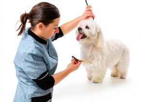 Showseason Dog Cologne Holiday Scents Odor Control Spray-0
