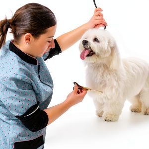 Showseason Dog Cologne Holiday Scents Odor Control Spray-0
