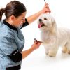 Dog Cologne Holiday Scents Odor Control Safe Ingredients-5