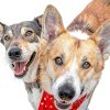 Showseason Dog Cologne Pet Odor Control Fresh Almond Scent-4