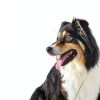 Dog Cologne PBI Gordon 21571 Fresh Scent Pet-3