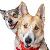 Dog Cologne Holiday Scents Odor Control Safe Ingredients-7