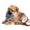 Dog Coat Spray Pet Society Anti‑Static Deodorizing-3