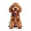 Chris Christensen Dog Cologne Grooming Scents Fragrance-5