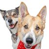Showseason Dog Cologne Apricot Chamomile Odor Control Spray-5