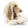 CHI For Dogs Detangling Finishing Spray Pet Grooming-6